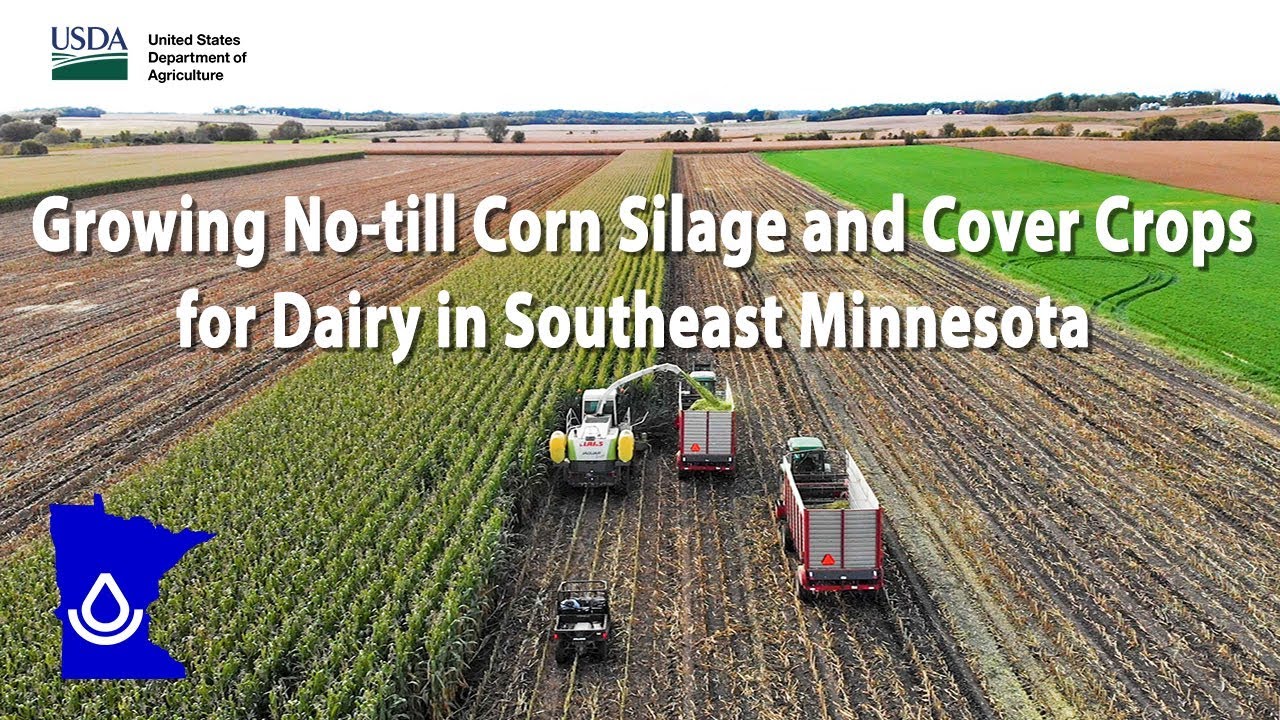 Growing No-till Corn Silage and Cover Crops for Dairy in SE Minnesota