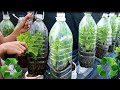 great - grow greens in a mini greenhouse