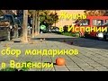 Жизнь в Испании. Уборка мандаринов на улицах Валенсии