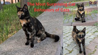 The Most Surprising Cat Behaviors of Cats .  #catmeow , #catfood , #catvideos , #happycats, #cat,