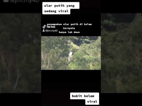 ULAR PUTIH YANG VIRAL DI BUKIT KELAM || TERNYATA HANYALAH DAUN!!✓