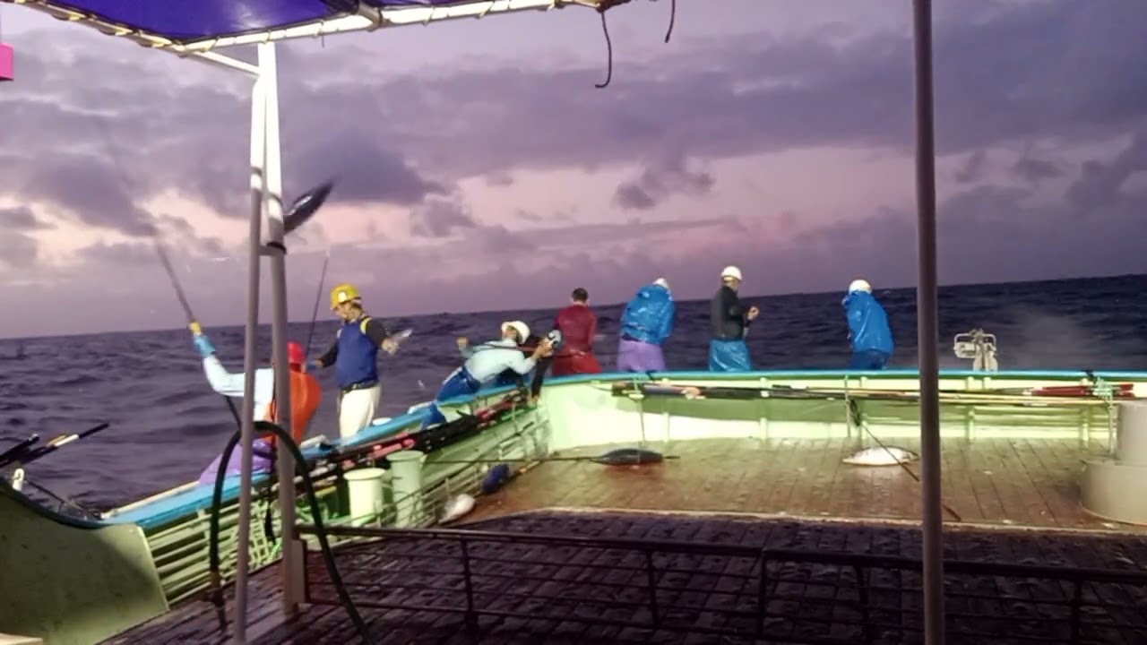 🔥25 ton shellfish attack, blue jacket limp... almost fainted. Japan skipjack 🇯🇵