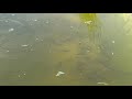 Кормление рыбы в моем пруду, малочаем и ряской