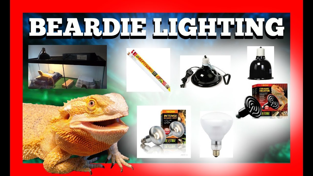 night bulb for bearded dragon