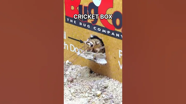 I GAVE my ANTS a BOX of CRICKETS