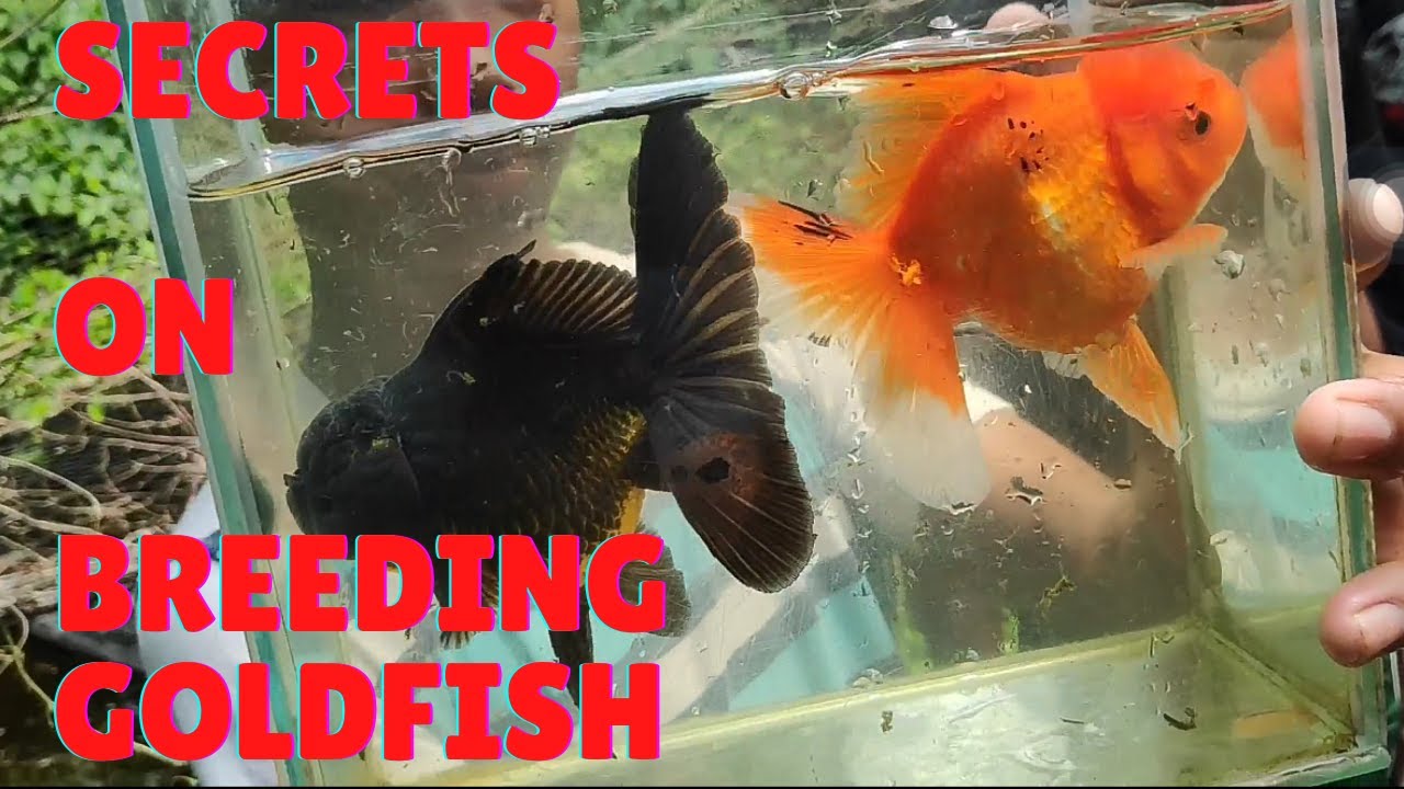 High quality Broadtail Oranda Goldfish breeding & Tips by (Jan2x