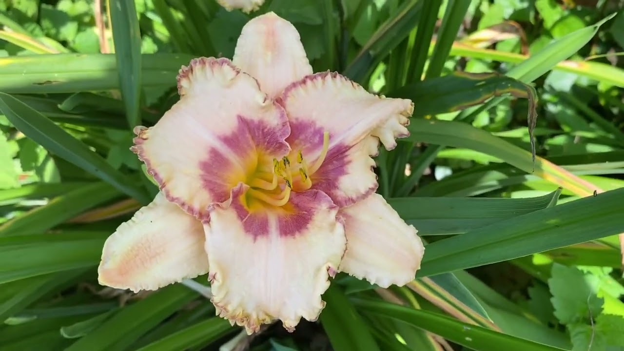 Spacecoast Gator Eye