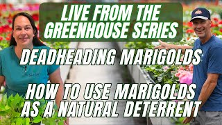 Deadheading Marigolds & Keeping Critters Away From Your Flowers - Live from the Greenhouse 4/2