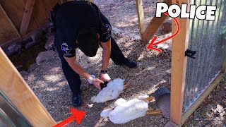 Someone SHOT and KILLED My 2 Baby Ducks (cops called)  Finatic Documentary