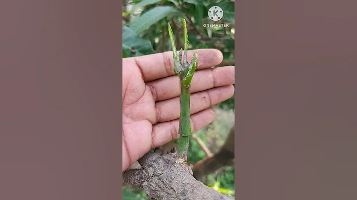 New way of mango grafting for beginners successful and satisfying #shorts #grafting #satisfying #yt
