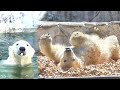 ホッキョクグマ フブキ プールにダイブして、ウッドチップに身体をスリスリ。 белый медведь polar bear 東山動植物園