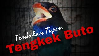 tengkek Buto konslet gacor dor tanpa putus