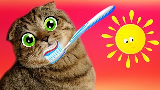 My cat morning routine tips and tricks