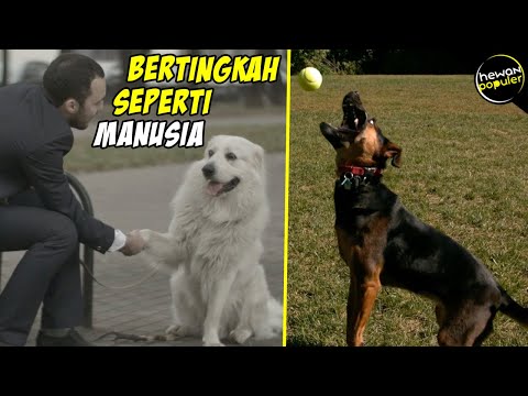 Video: 5 Fakta Tidak Biasa Mengenai Anjing