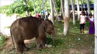 Raju, Bayi Gajah Yatim Piatu dari Aceh