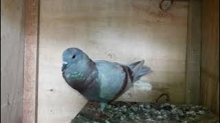 SUARA MERPATI BELAJAR MEMANGGIL BETINA | MERPATI PIYIK