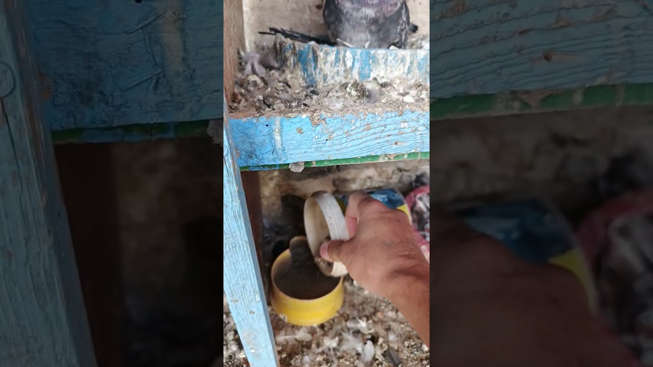 عزلته الفرخات