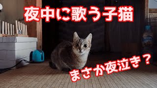 保護猫 なかなか寝ない子猫 夜中に走り回り歌う Youtube