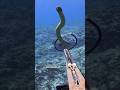 Wow!! Seasnake!🐍