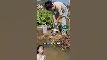 Biến nước mương thành nước trong #nôngnghiệpđóđây #shorts #nongnghiep #nongdan #kienthuc #shortvideo