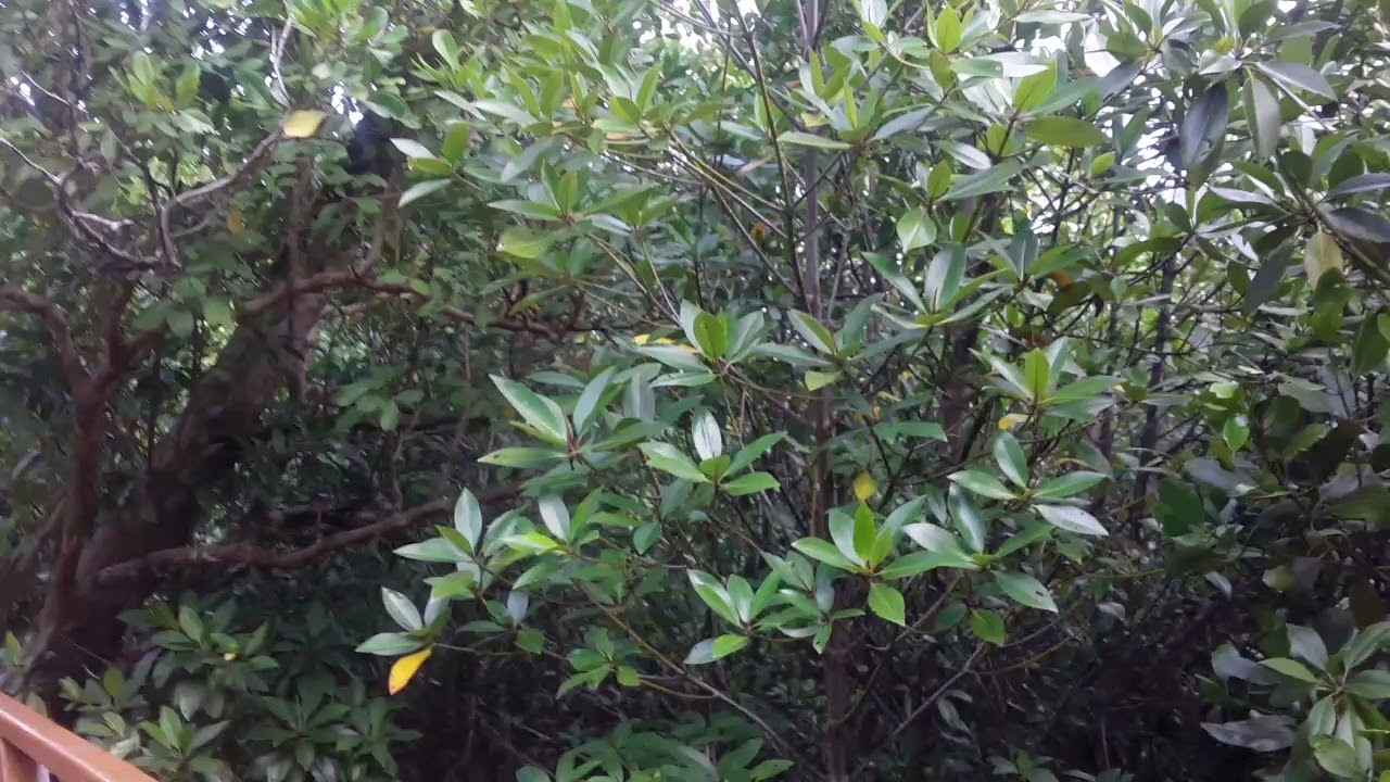 Mangrove walk in Flatbay.