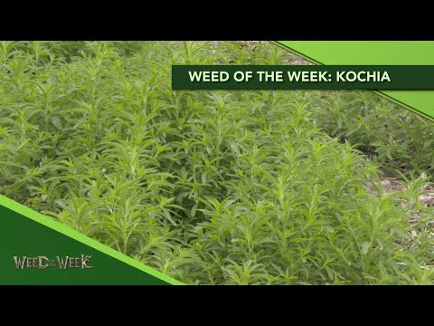 Video: Kochia Scoparia Grass - Information om Kochia-kontroll i landskap