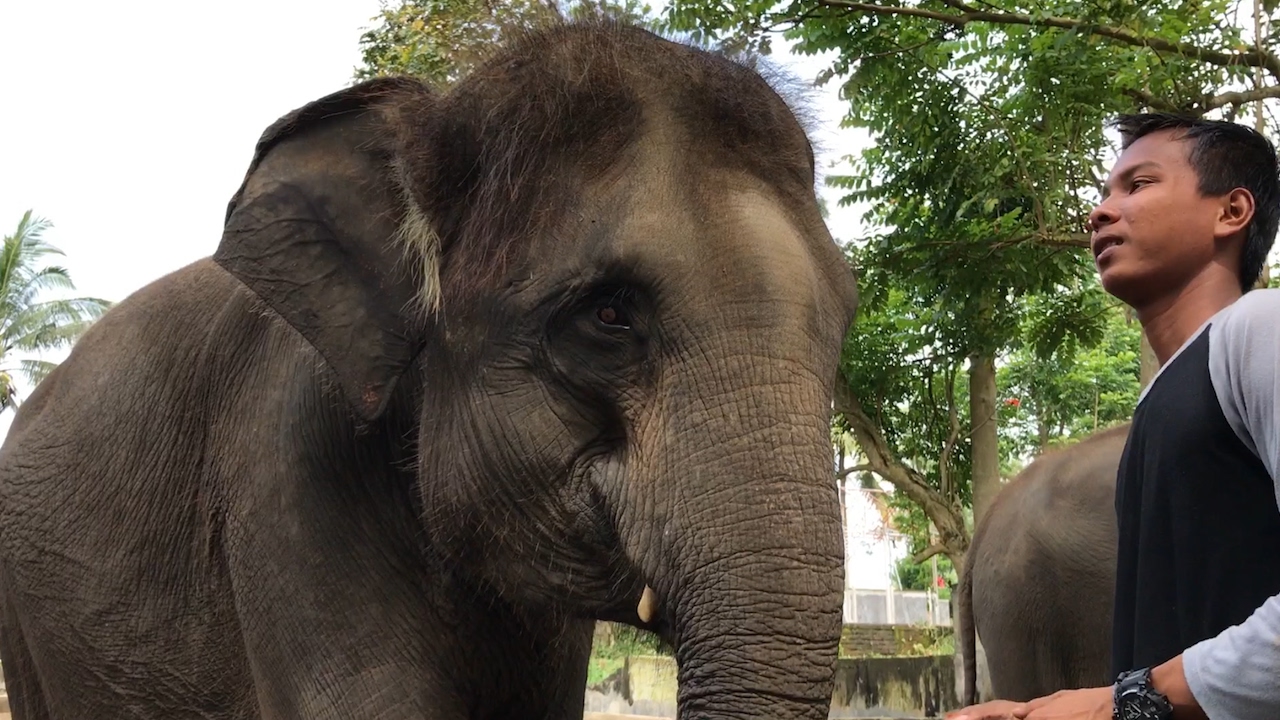 CHOCOLATE, ELEPHANTS AND RICE VLOG 08 YouTube