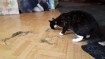 Tuxedo cats Sam and Bella