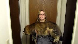 Main Coon Kitten Held Up For Size 2 by bluefire10899 1,733 views 11 years ago 25 seconds