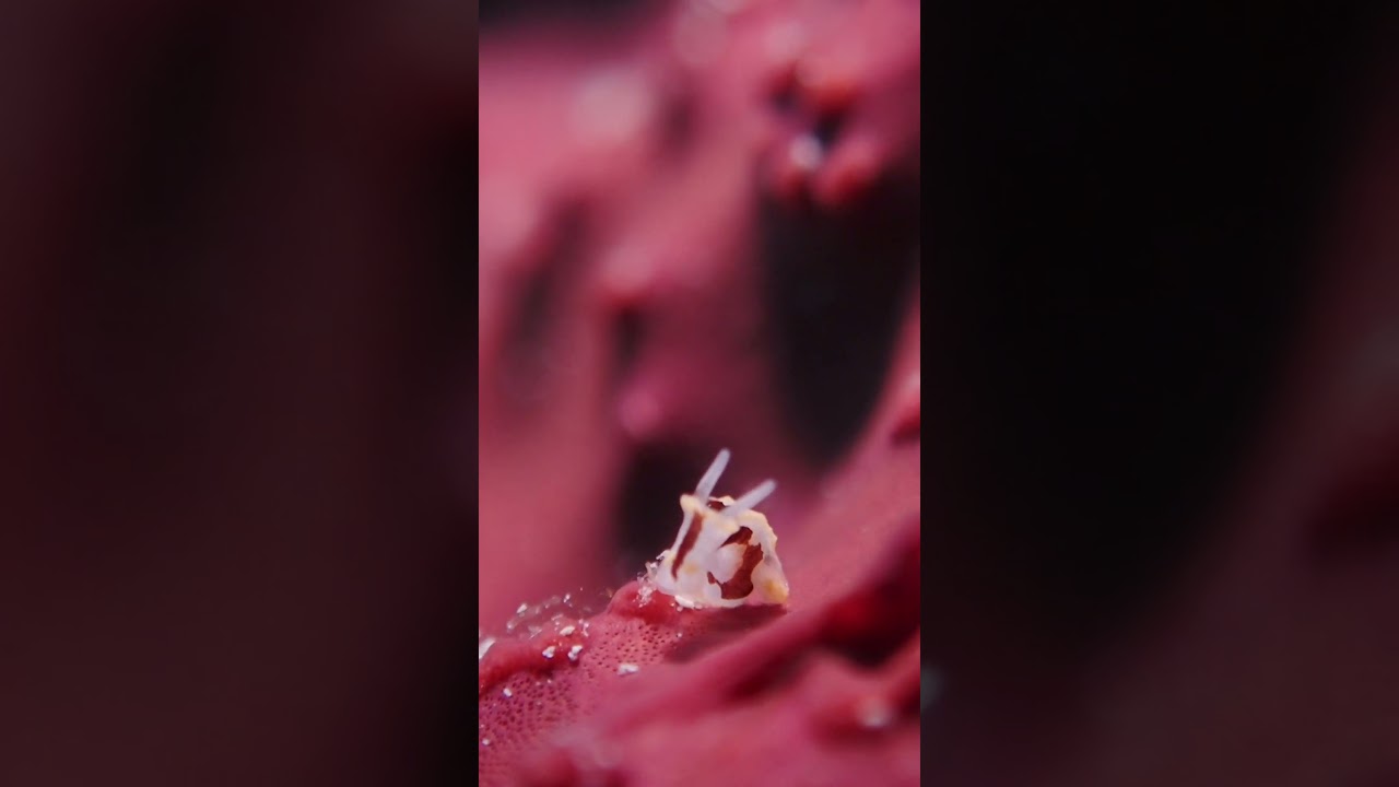 Nudibranch Goniodoris