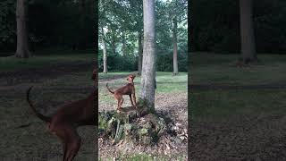 Dog Chasing a Squirrel around a Tree