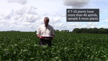The Speed Scouting Method for Soybean Aphids