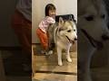 徐々に近づき・・・シベリアンハスキーにイタズラする妹分 #shorts