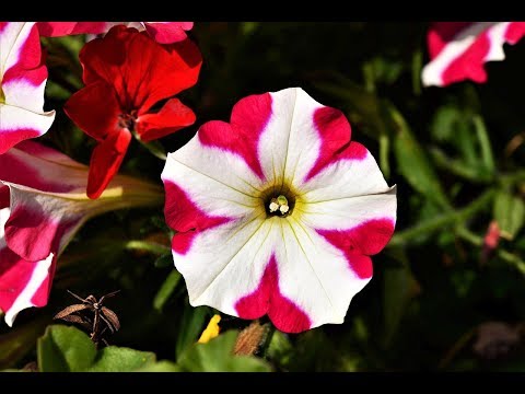 Video: Hymenokallis (35 De Fotografii): îngrijirea Unei Flori Acasă, Tipuri De Caraibe și Festalis, O Scurtă Descriere A Aspectului