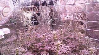 Forbidden Fruit, Purple Punch, Cherry Pie