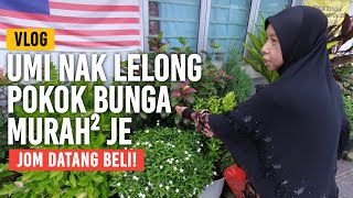 Umi Nak Lelong Pokok Bunga Murah² ?