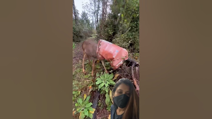 Lady Frees Deer After Its Head Gets Stuck in Cat Food Bag #shorts #viralshorts
