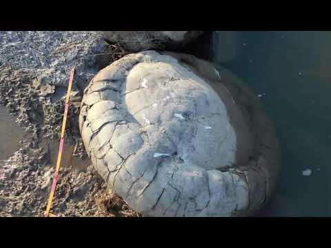 ხობის ბიის კონკრეციები და სეპტარიები 2020