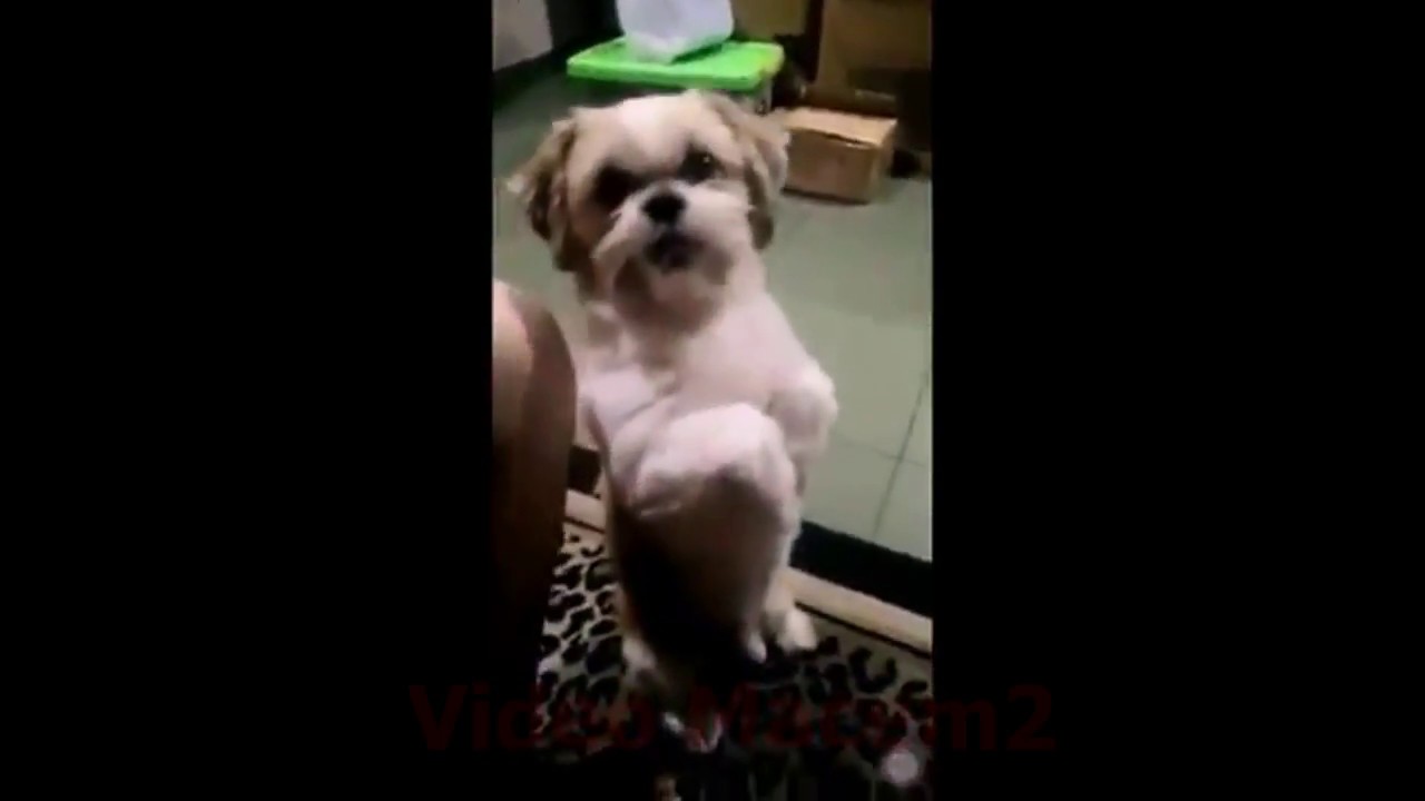 Pelakor Anj1ng - Lucu ! - YouTube