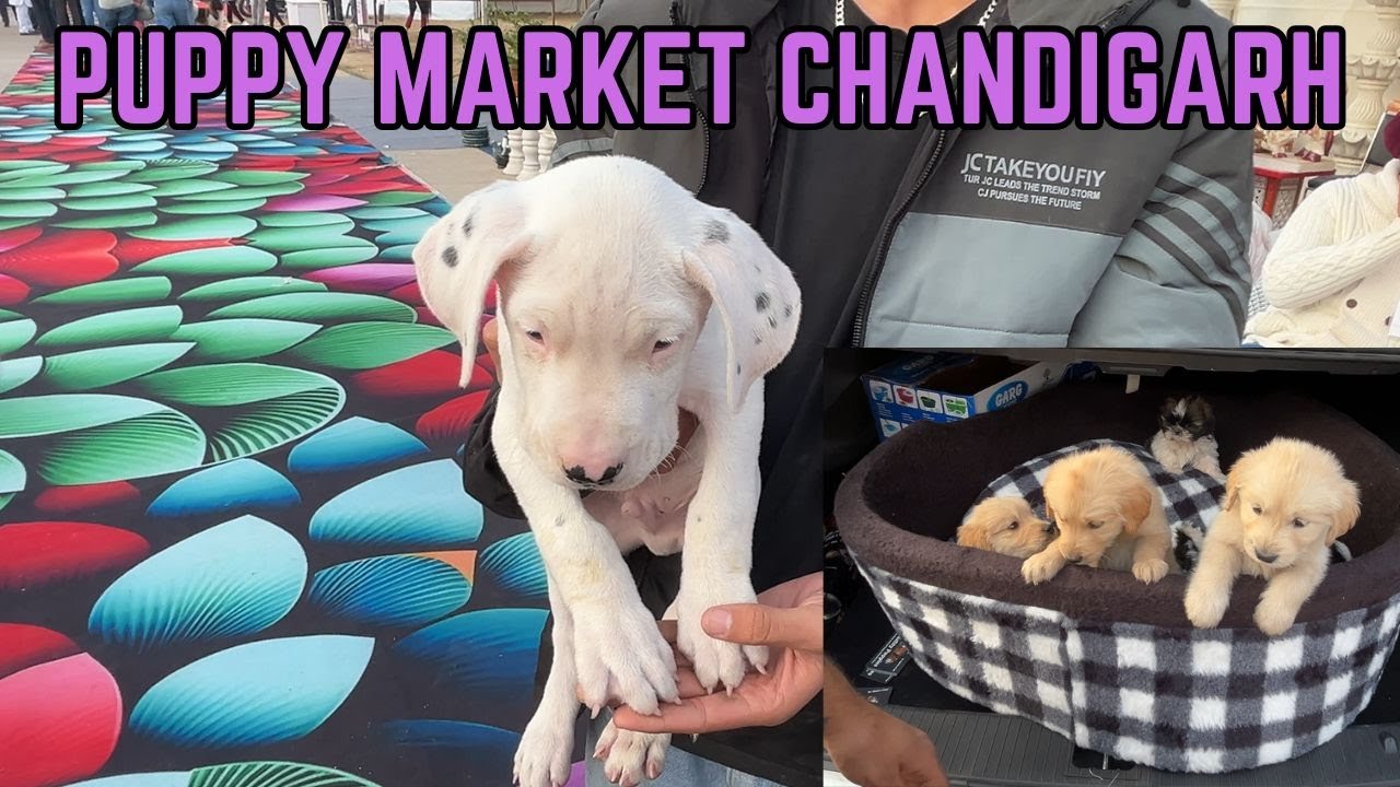 chandigarh-wholesale-puppy-market-2024-india-s-best-dog-market-youtube