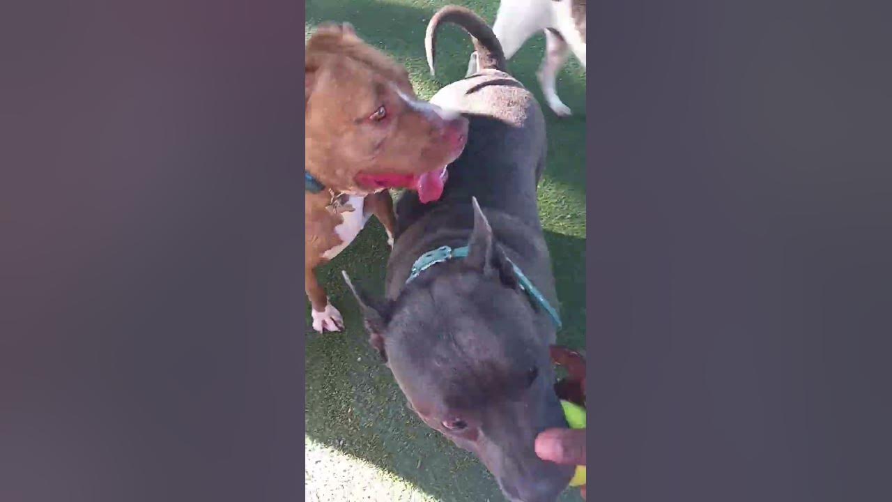 dog detroit pitbull YouTube