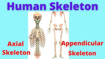 Axial Skeleton | Appendicular skeleton | Anatomy of skeleton | Human Anatomy and Physiology |