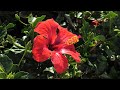 Botanikus kertek tenerifn    botanical gardens in tenerife    jardines botnicos en tenerife   4k