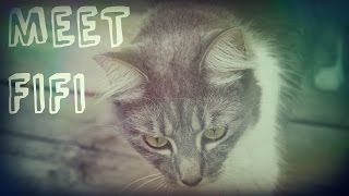 ♥ MEET FIFI ♥