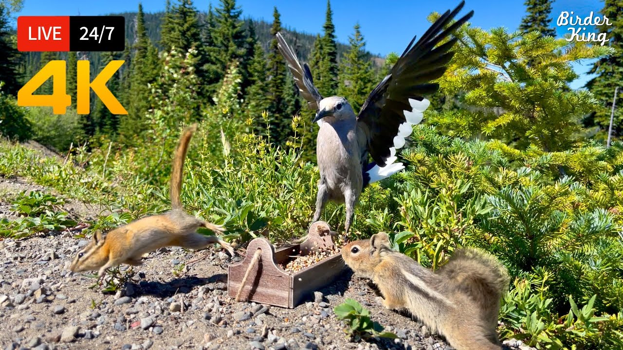 Ts Bird Mountain
