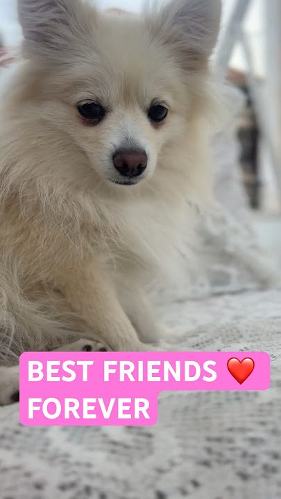 Growing Up With My Pomeranian 🐾 Forever Friends