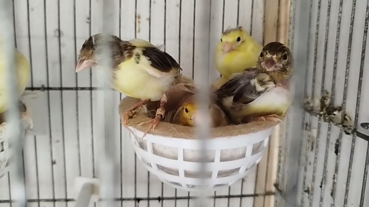 Ratito en el aviario 56 ( repaso rápidito😉)