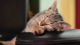 Cute Cat | Kitten | Sleeping | feline | Big eyes | Free HD Videos - No Copyright footage