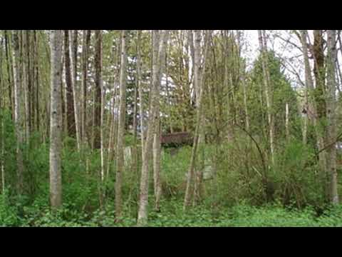 41890 Cape Horn Dr, Concrete, WA home video tour
