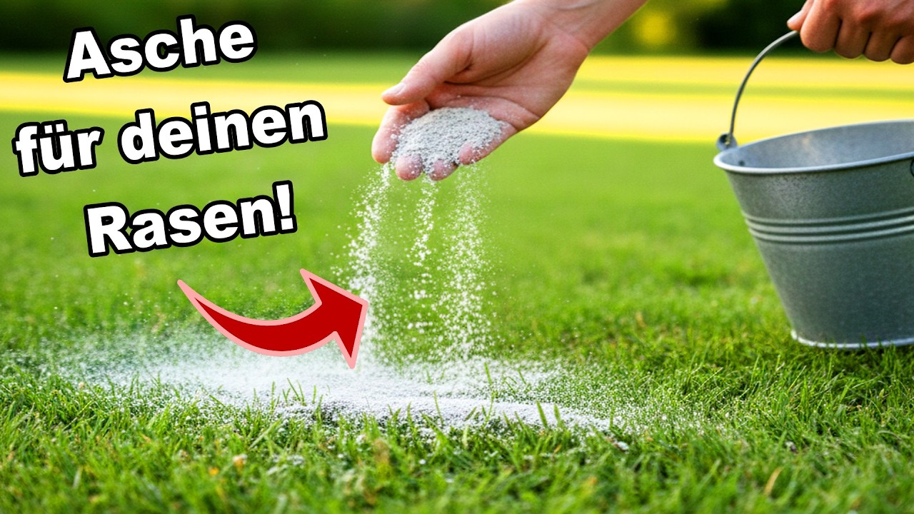 Warum du JETZT Asche auf deinen Rasen streuen solltest!
